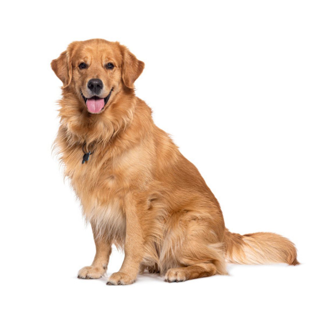 Hårmineralanalyse med rapport for hund